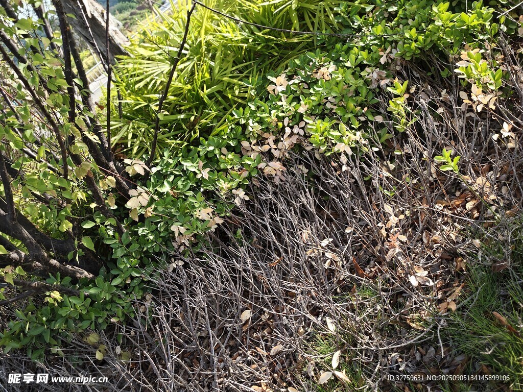 林间杂草与绿植景象
