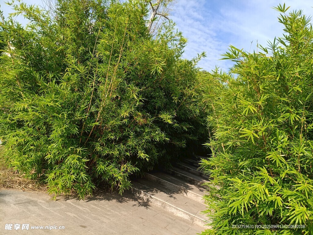 绿意盎然的林间小道