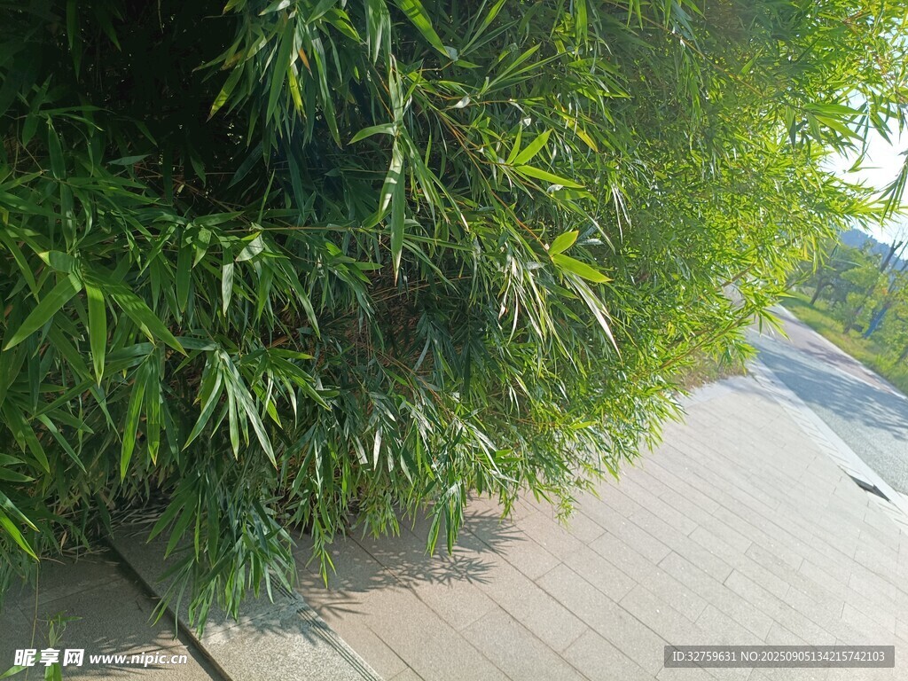 路边翠绿竹林风景