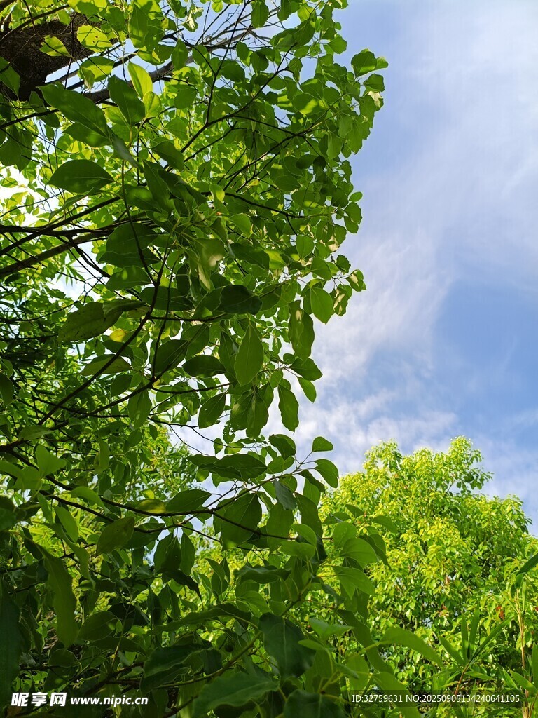 夏日繁茂绿树与蓝天