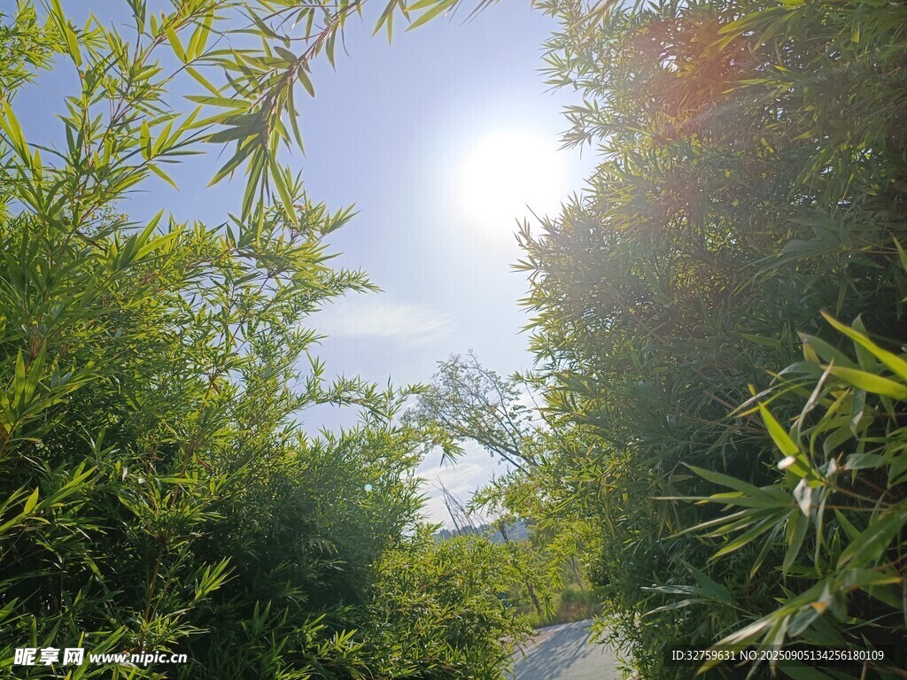  阳光洒落绿意浓