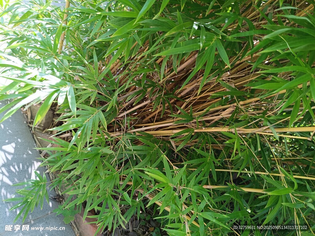 翠绿竹林近景