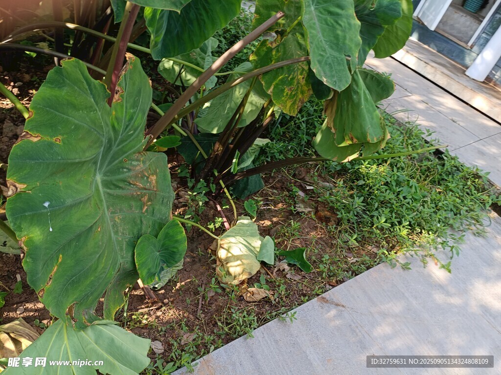 路边翠绿的大型叶片植物