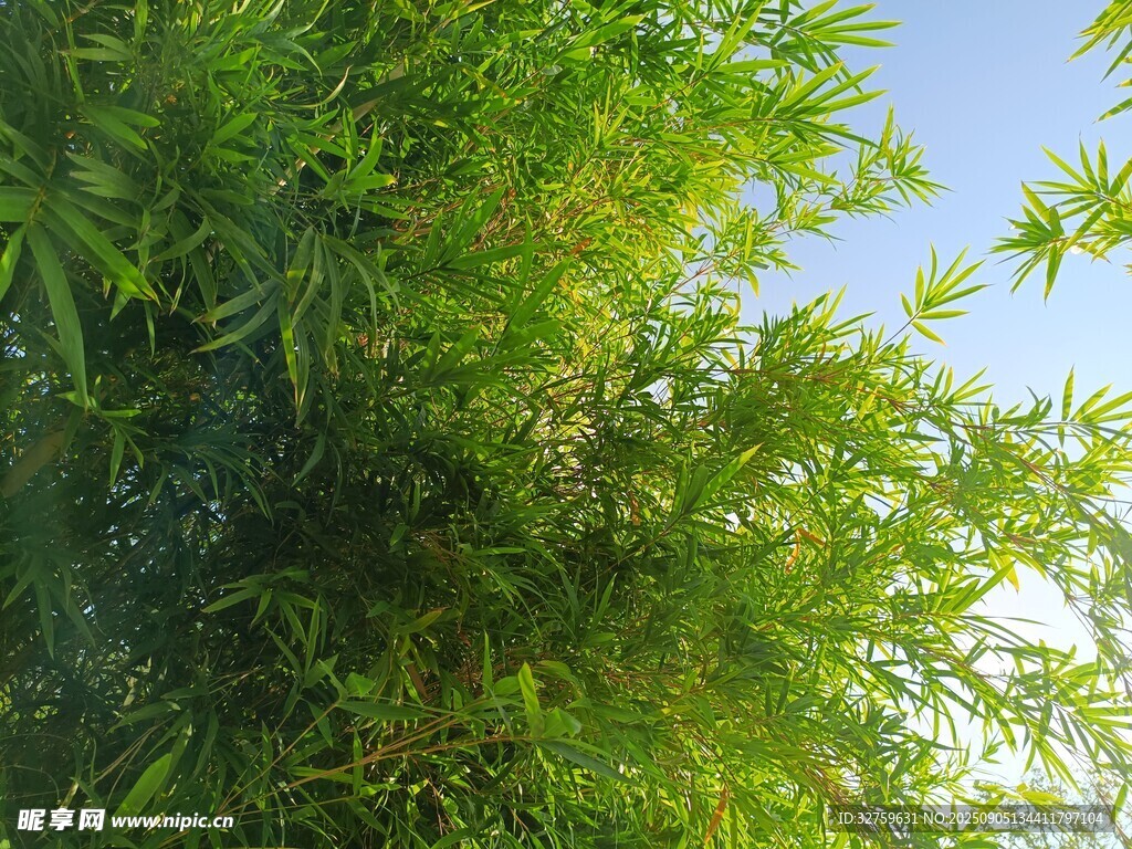 翠绿竹林 