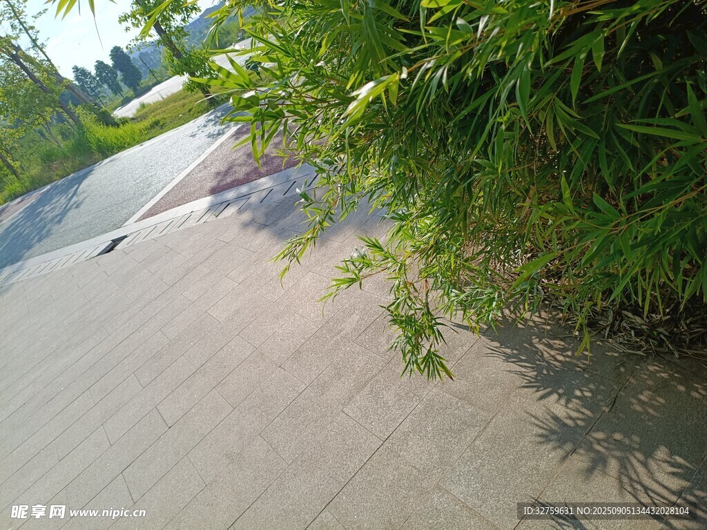 乡间小路旁的葱郁绿植