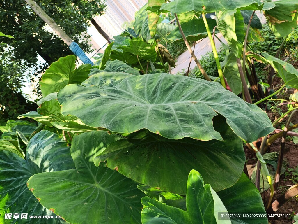 大叶片绿植特写
