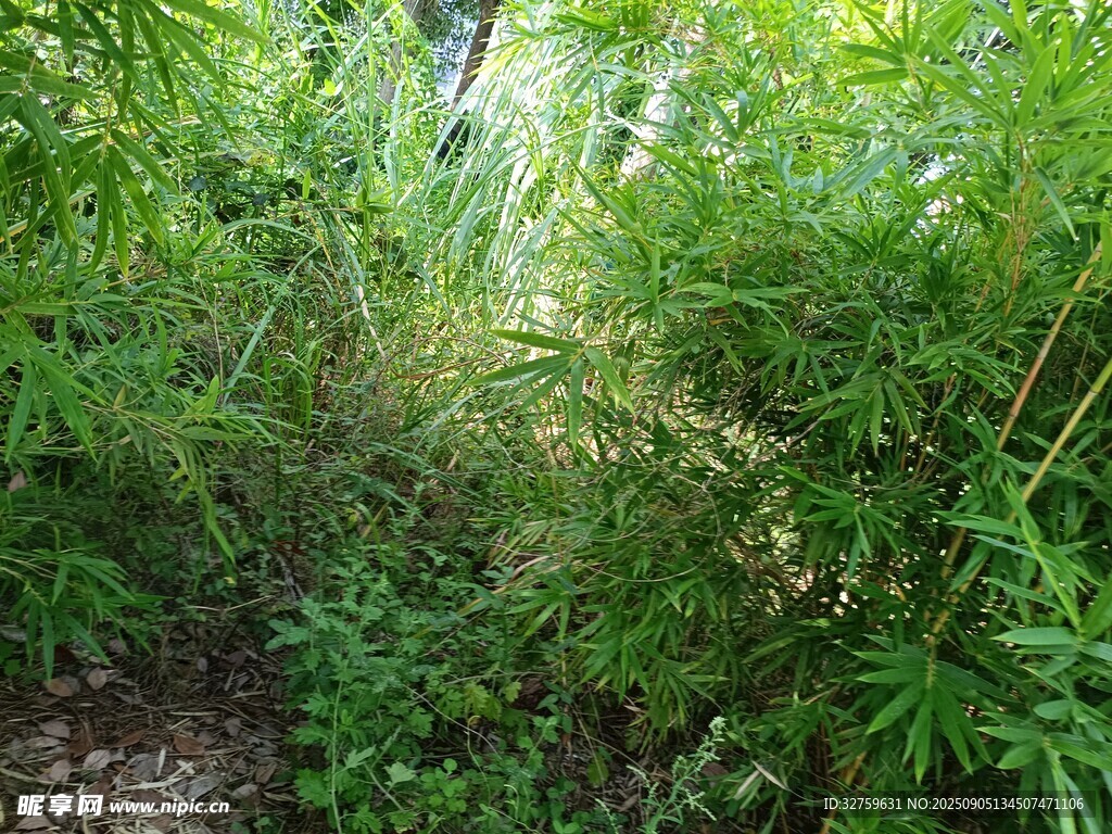 茂密绿植中的自然景象