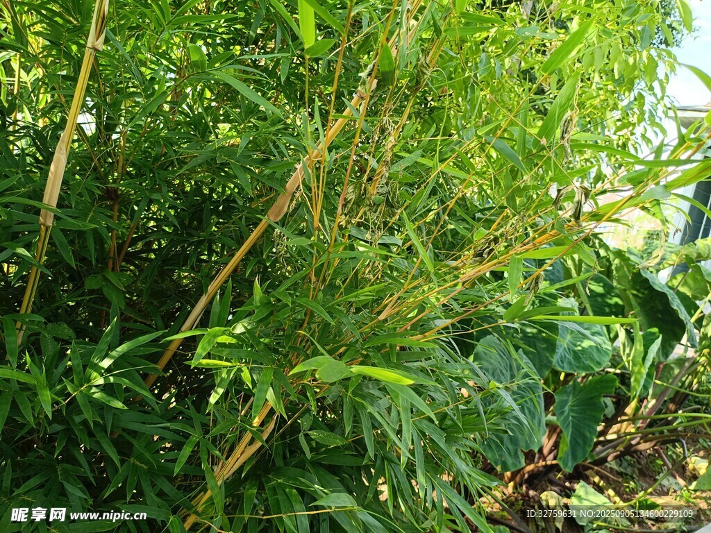 翠绿竹林景观