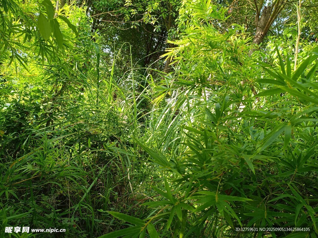 茂密绿意盎然的野生植物