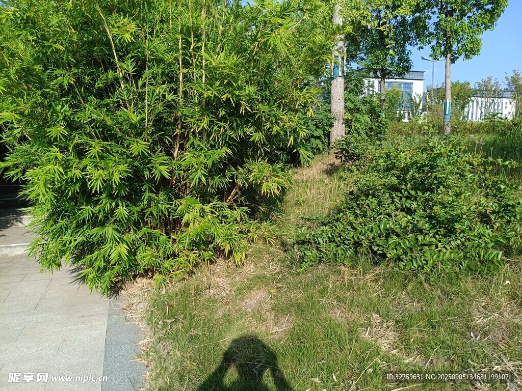 路边繁茂绿植与树影