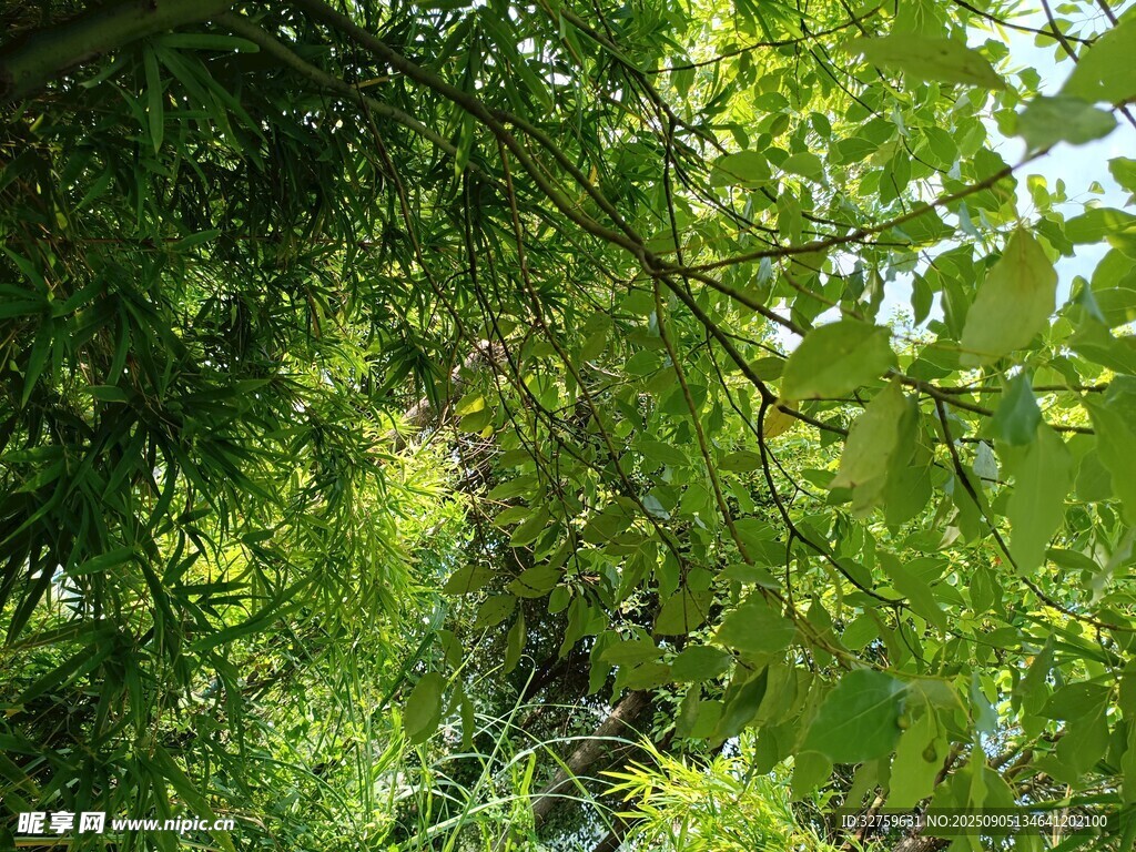 繁茂绿树 