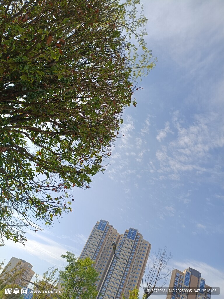 绿树掩映下的城市高楼