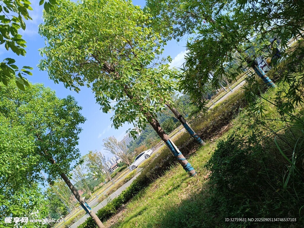 夏日林间美景