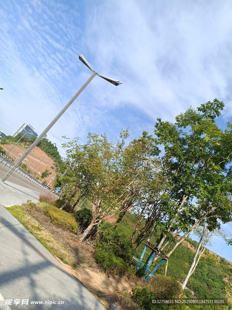 户外道路旁的树木与路灯