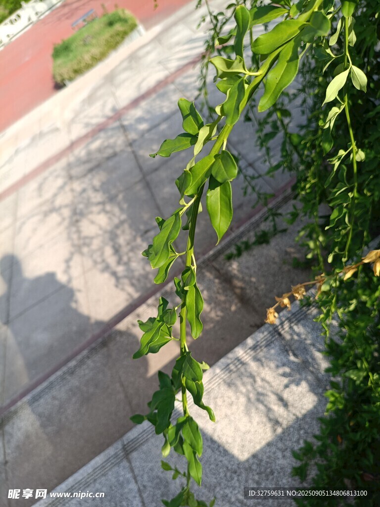 绿叶垂落于石板之上