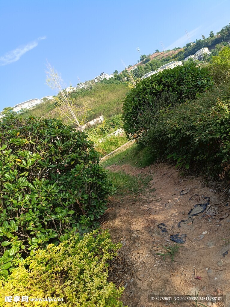 绿意盎然的景致
