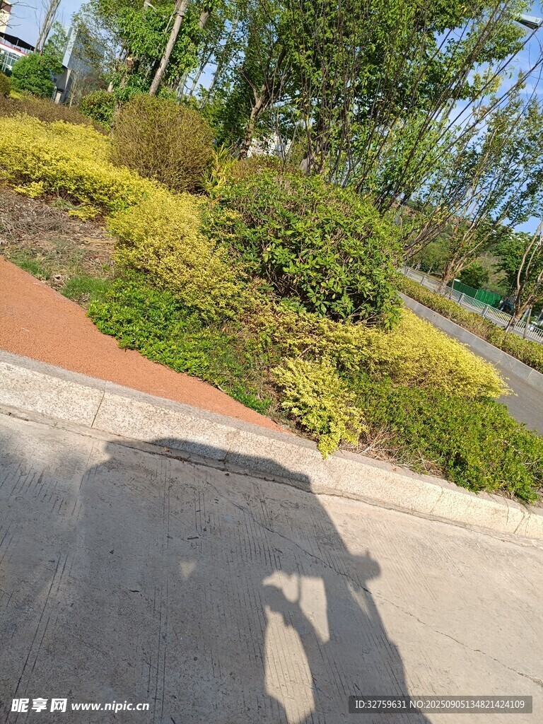 户外道路旁的绿植景观
