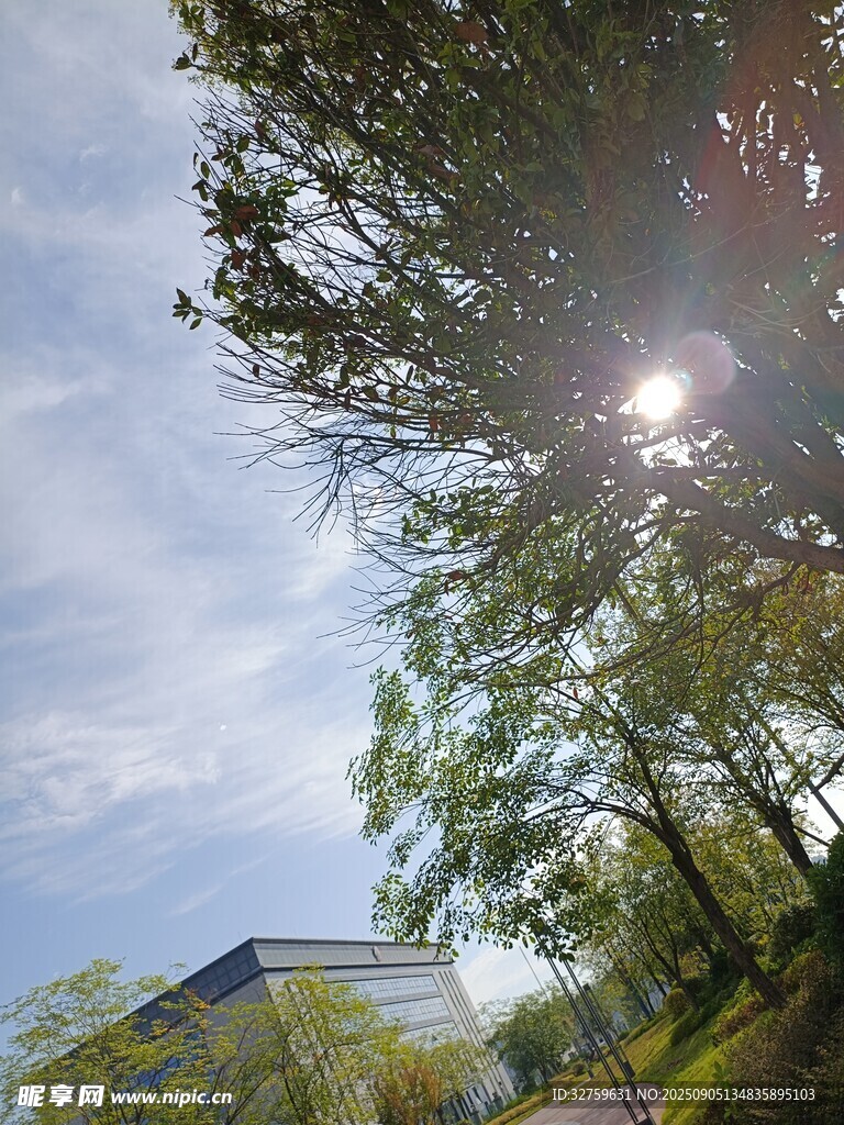 阳光透过树木洒下的美景