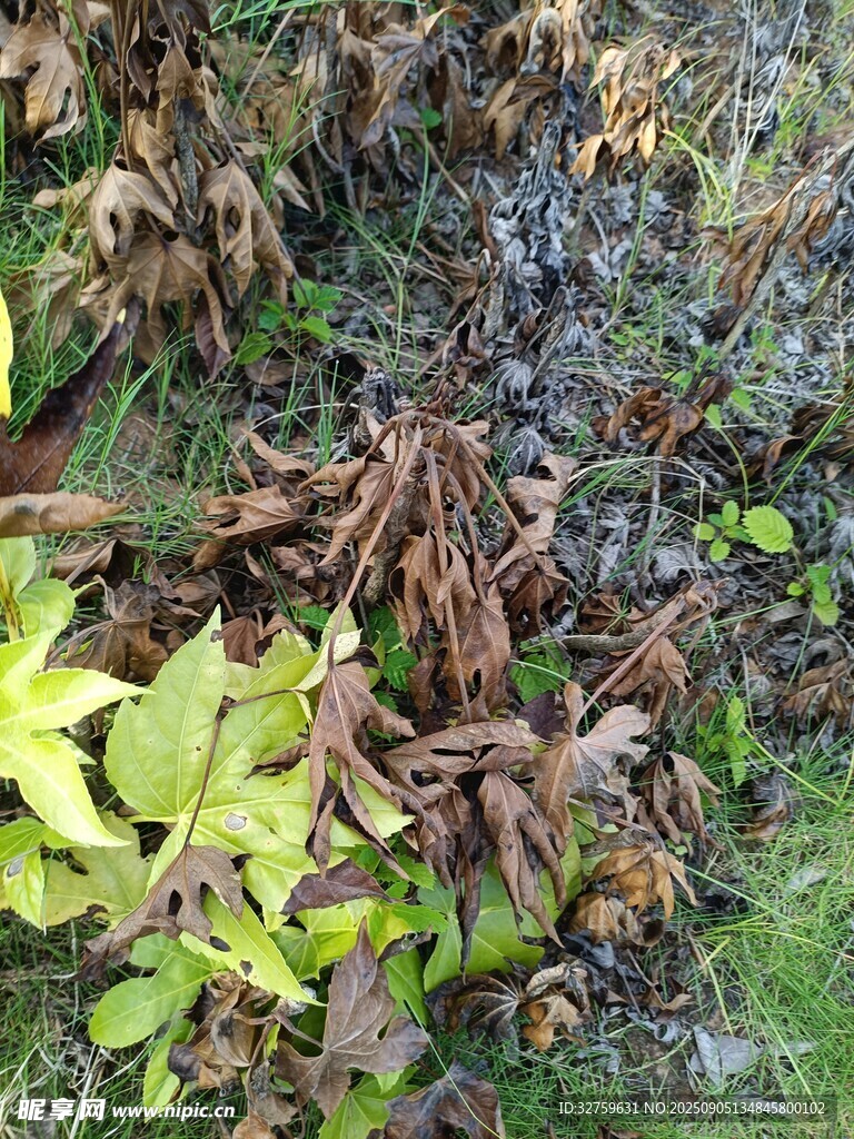枯叶与绿叶交织的景象
