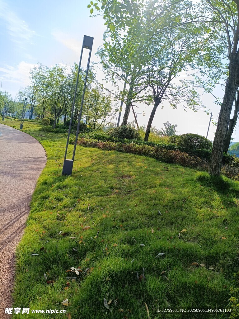 公园小径旁的绿意景致