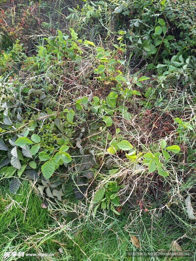 野外繁茂的绿色植物景观