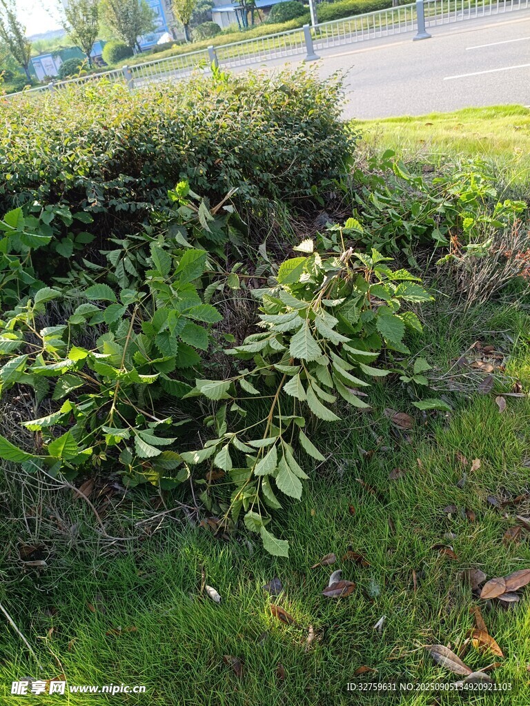路边繁茂绿植景观