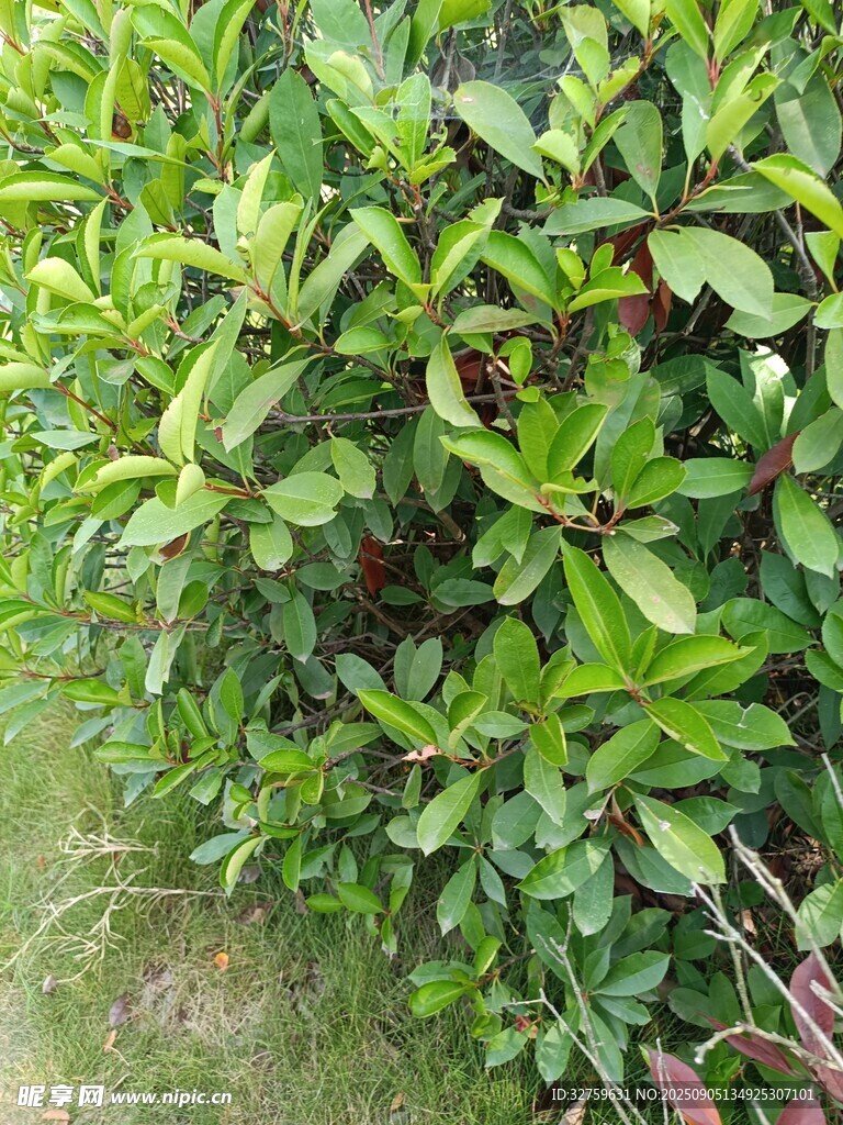 绿叶繁茂的绿植景观