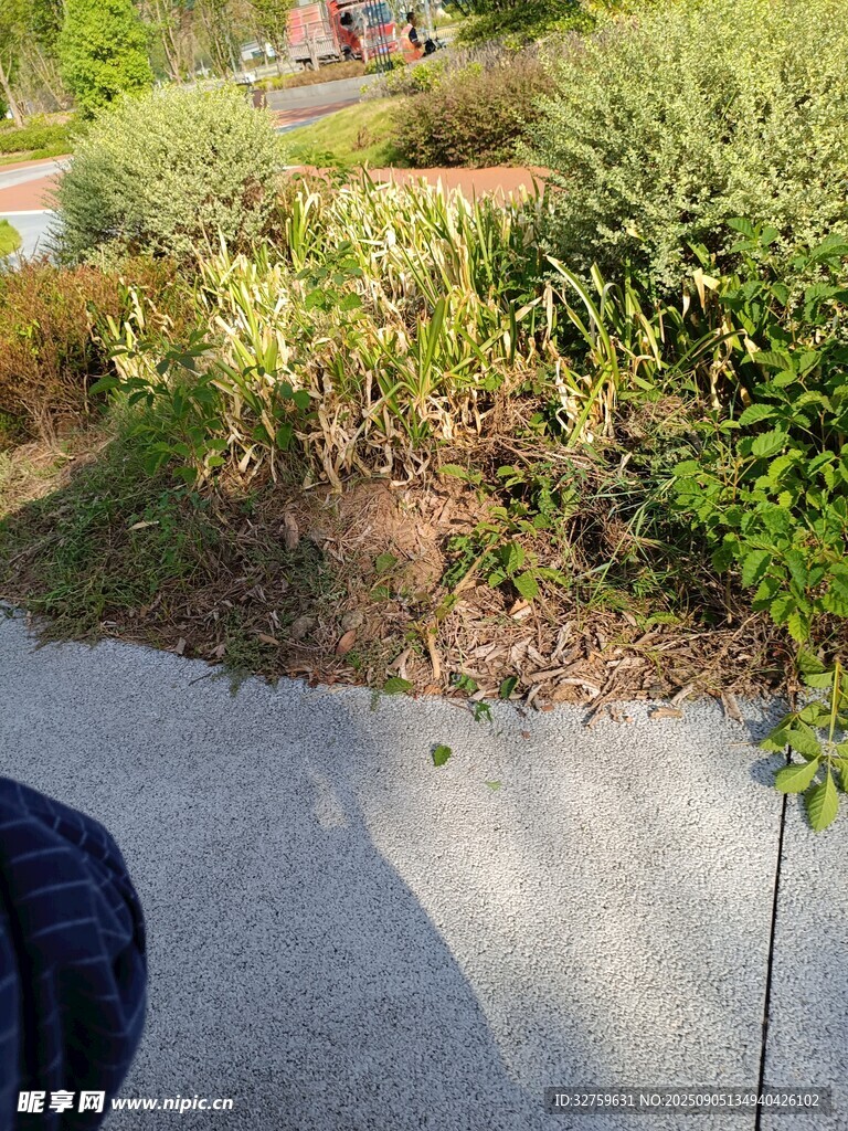 路边绿植景观