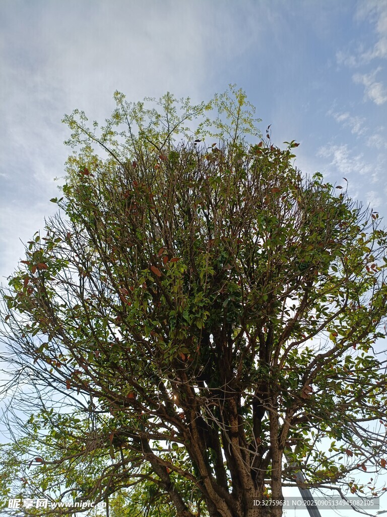 高大繁茂的绿树