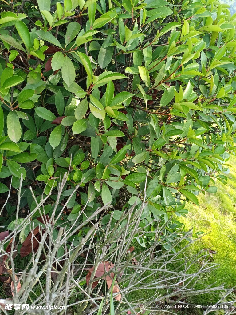 绿叶繁茂的灌木丛
