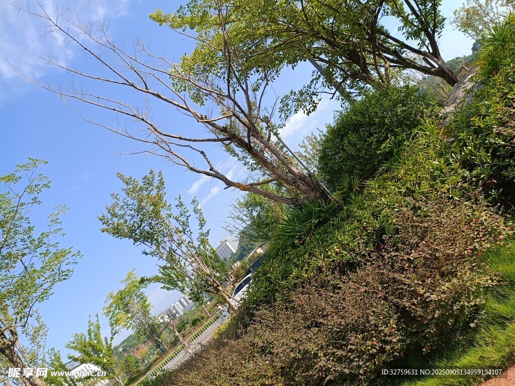 蓝天绿树间的自然景致