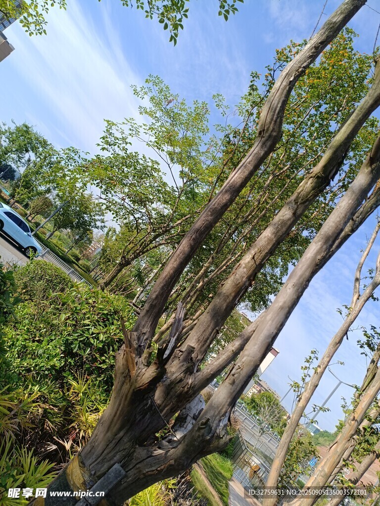 奇特造型的树木景观