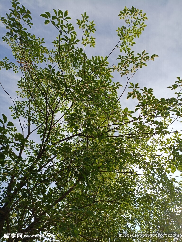 阳光下的繁茂绿树