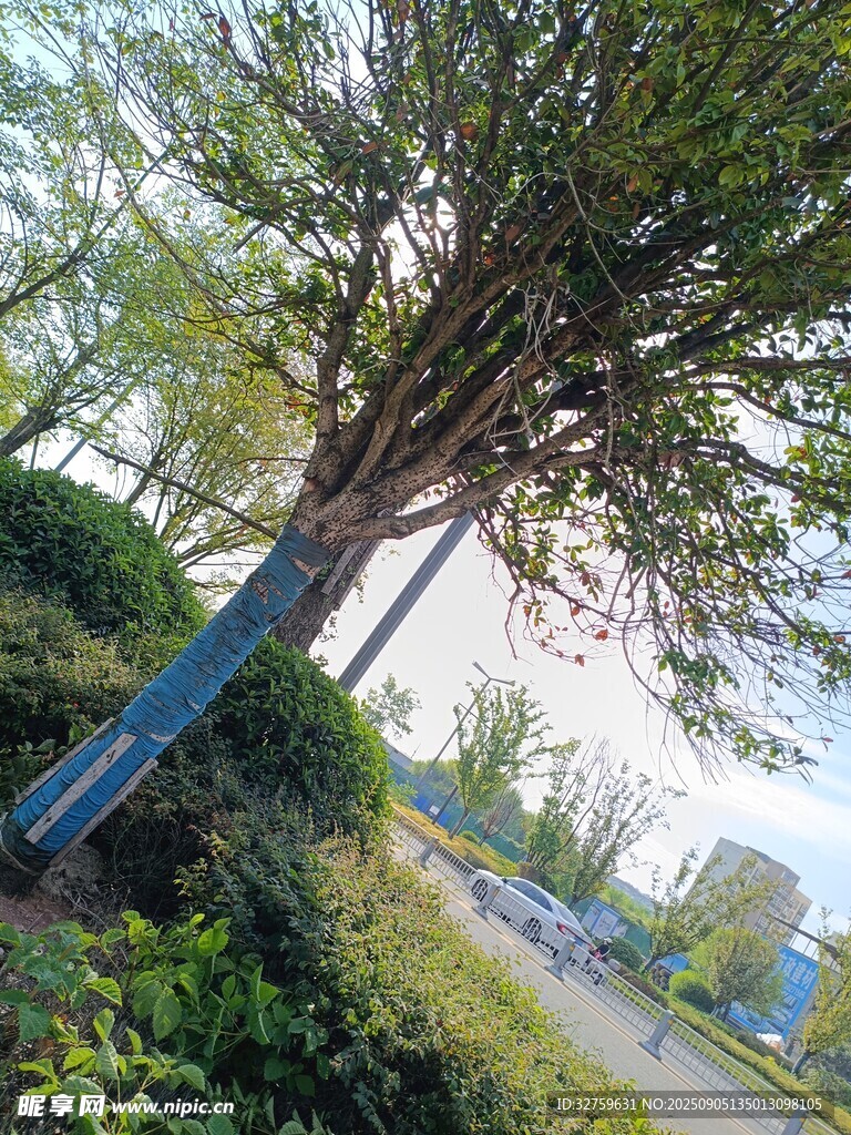 路边绿树成荫的自然景象