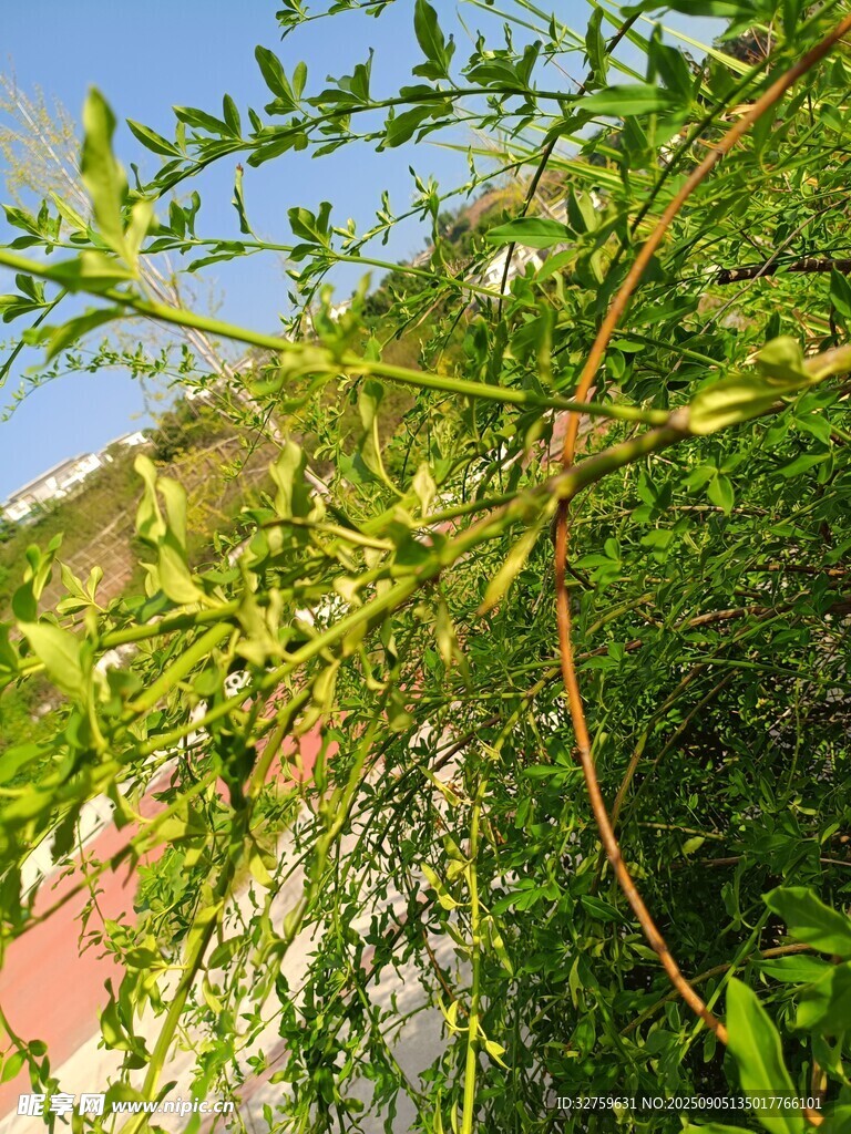 绿叶繁茂的植物枝条