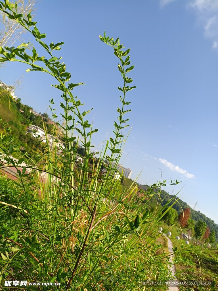 山间绿植伴蓝天小道