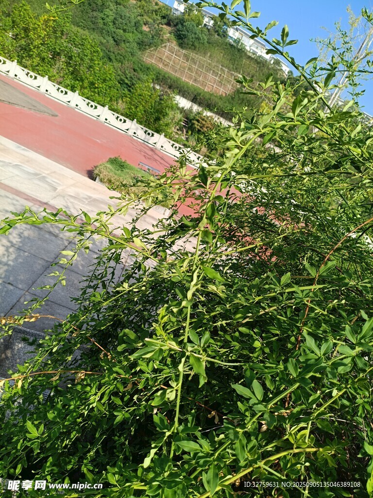 路边繁茂绿植景观