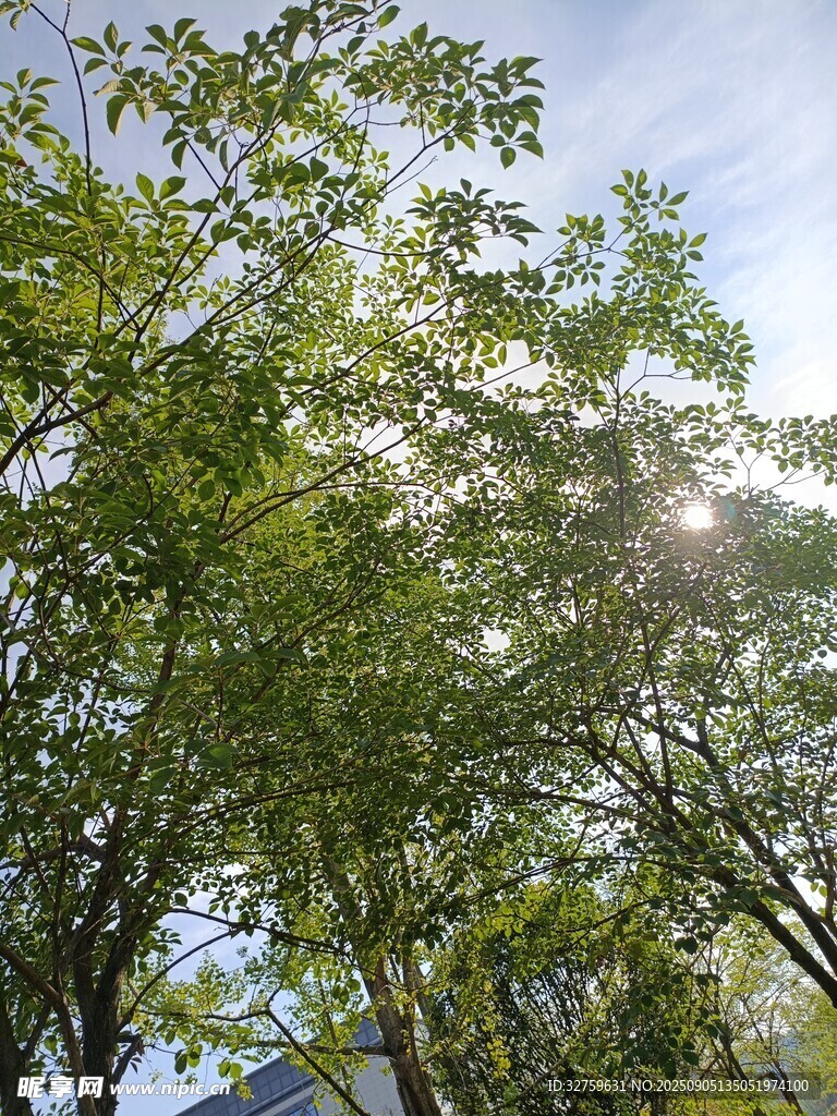 阳光下的翠绿树木