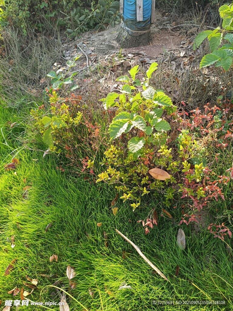 花园中的多彩植物景观