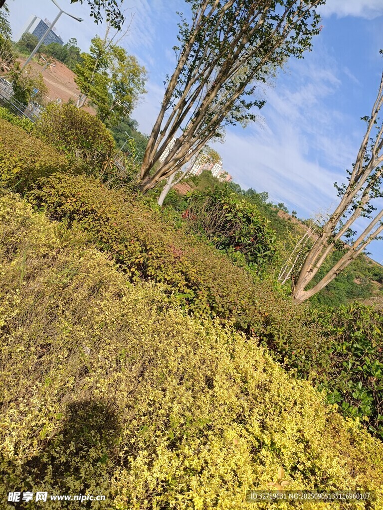 户外繁茂绿植景观