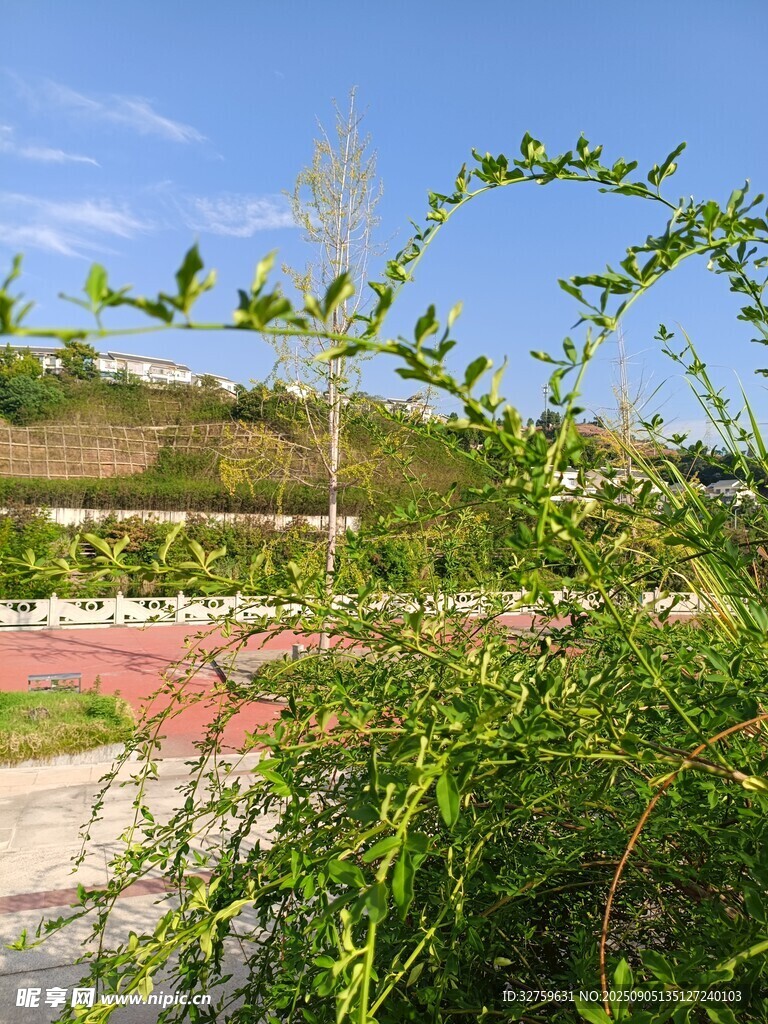 户外绿植景观
