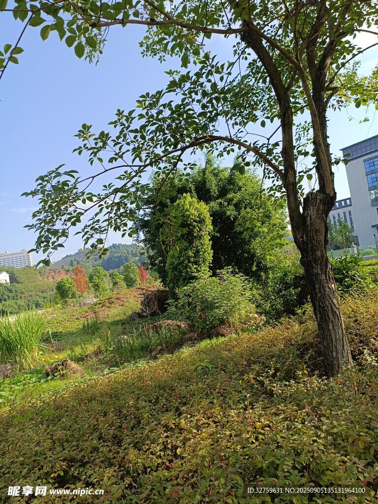 乡村田野绿树风景图