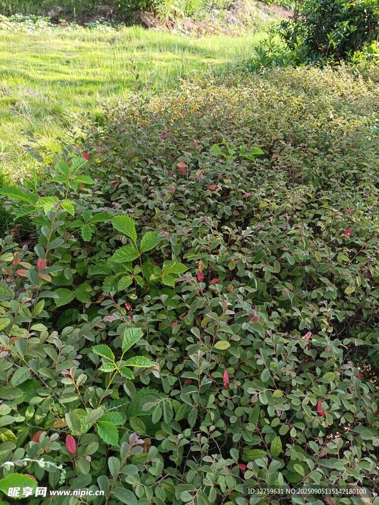 野外繁茂绿植景观