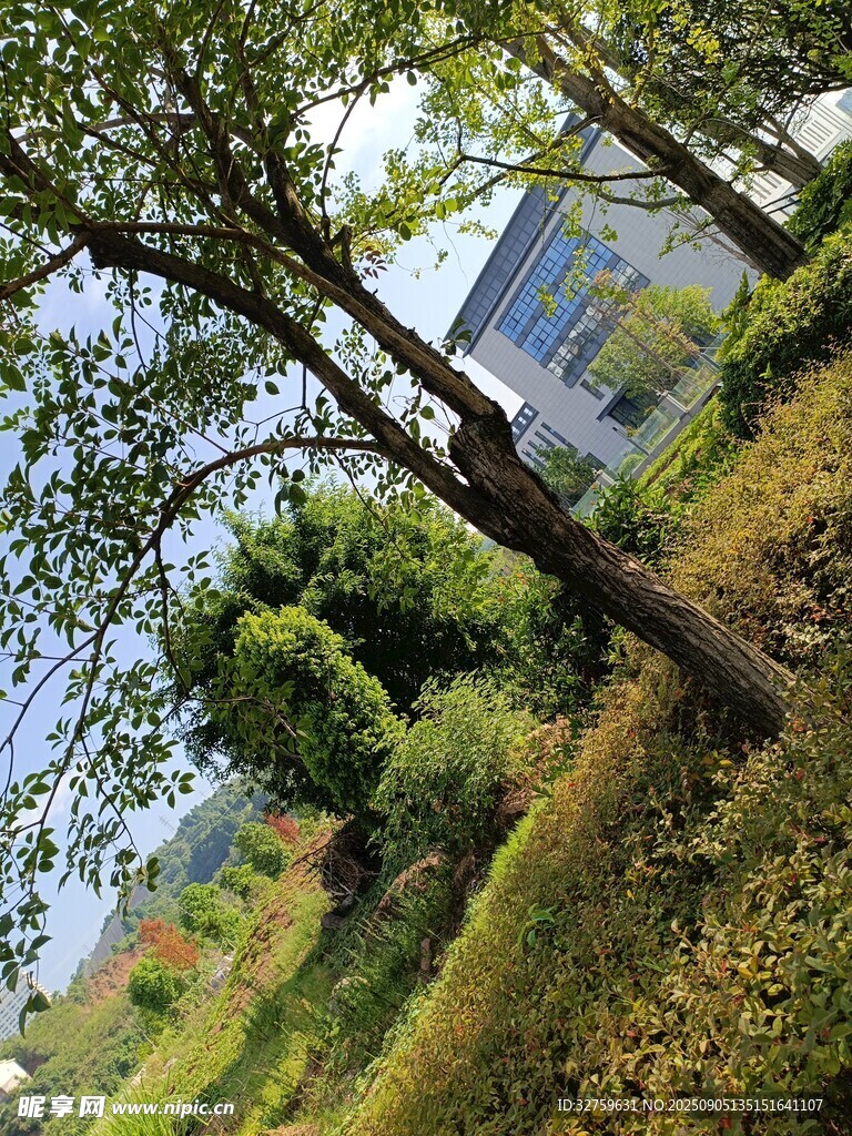 户外绿树草地风景