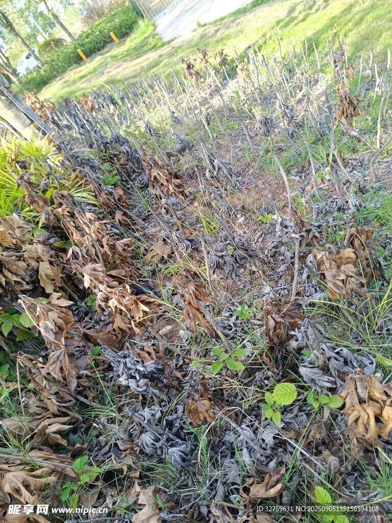 地面枯叶杂草景象