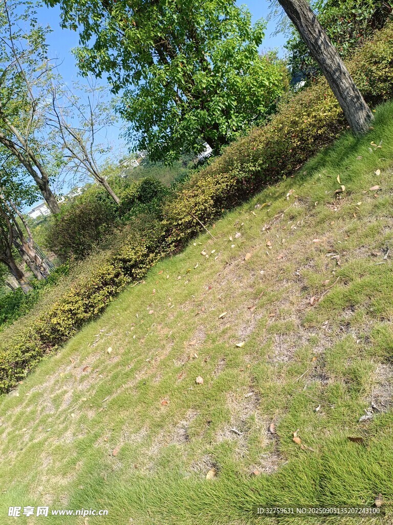 户外草地与树木景观