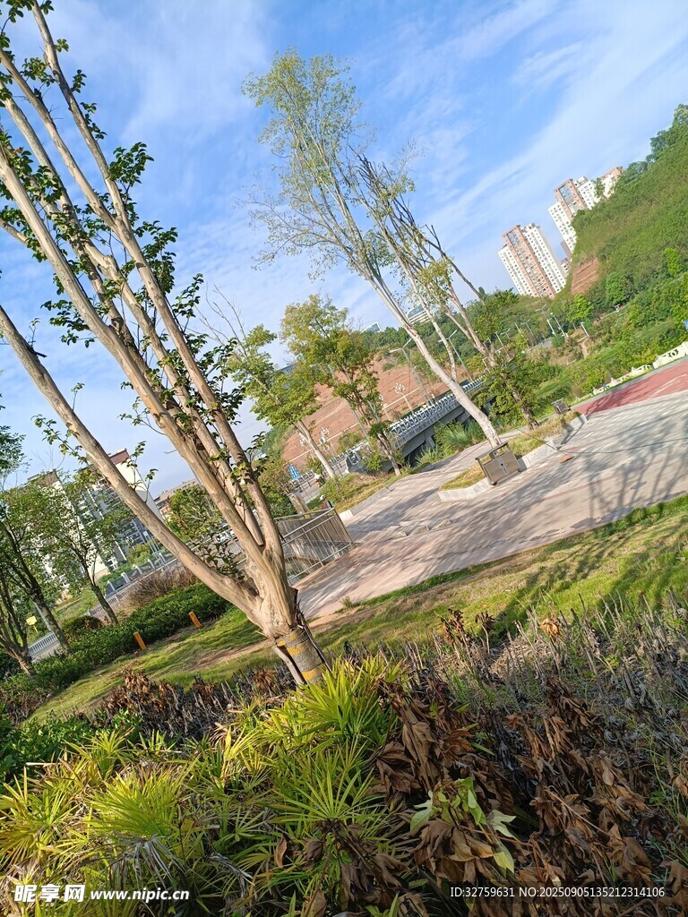 城市中的绿意景观