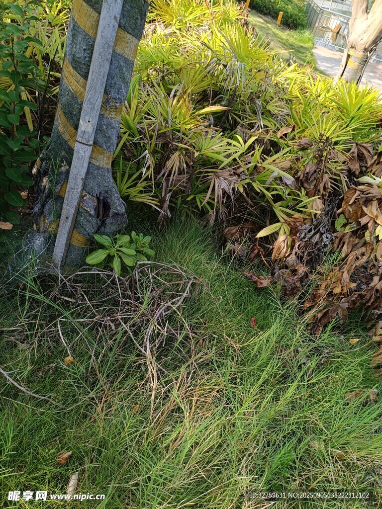 户外绿植与杂草景象
