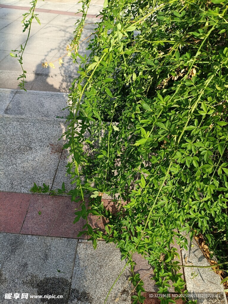 石阶旁的繁茂绿色植物
