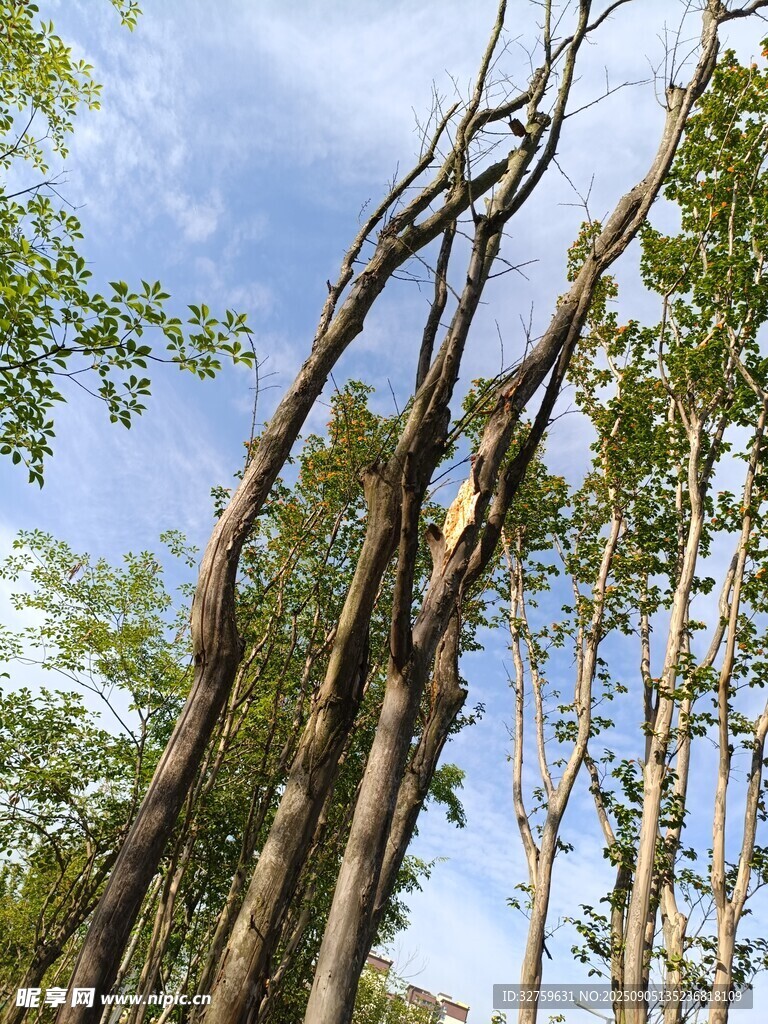 扭曲树木展现自然奇特美